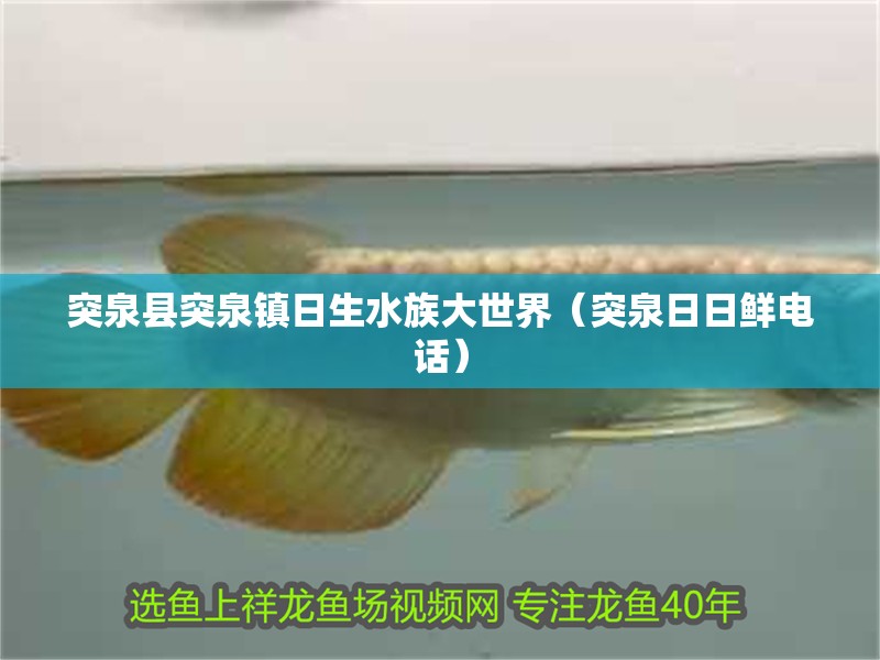 突泉縣突泉鎮日生水族大世界（突泉日日鮮電話） 突泉縣突泉鎮日生水族大世界（突泉日日鮮電話） 全國水族館企業名錄 第2張