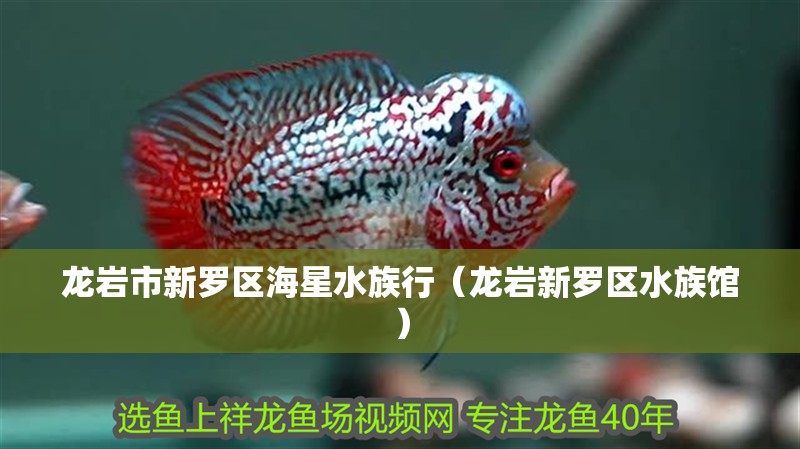 龍巖市新羅區海星水族行（龍巖新羅區水族館）