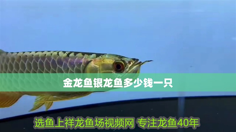 金龍魚銀龍魚多少錢一只