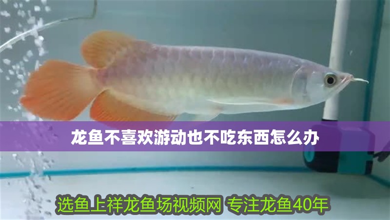 龍魚不喜歡游動也不吃東西怎么辦