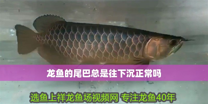 龍魚的尾巴總是往下沉正常嗎