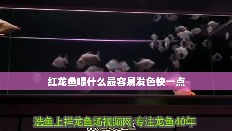 紅龍魚喂什么最容易發(fā)色快一點(diǎn)