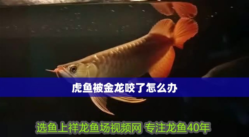 虎魚(yú)被金龍咬了怎么辦