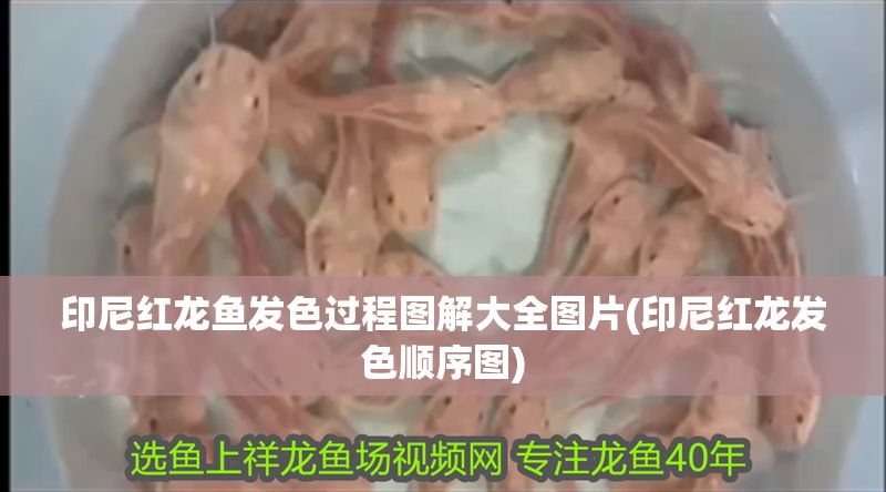 印尼紅龍魚發(fā)色過程圖解大全圖片(印尼紅龍發(fā)色順序圖)