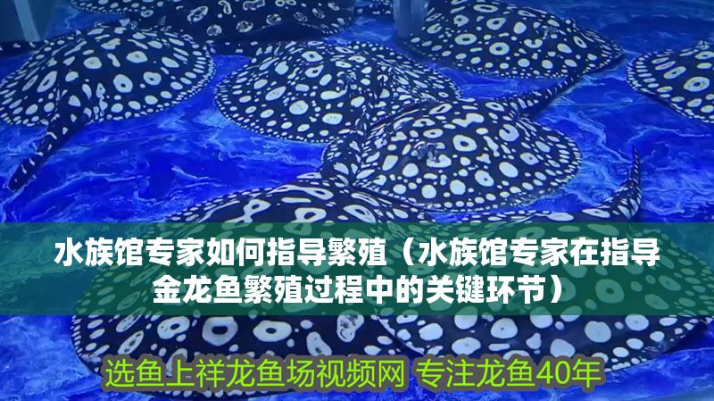 水族館專家如何指導繁殖（水族館專家在指導金龍魚繁殖過程中的關鍵環節）