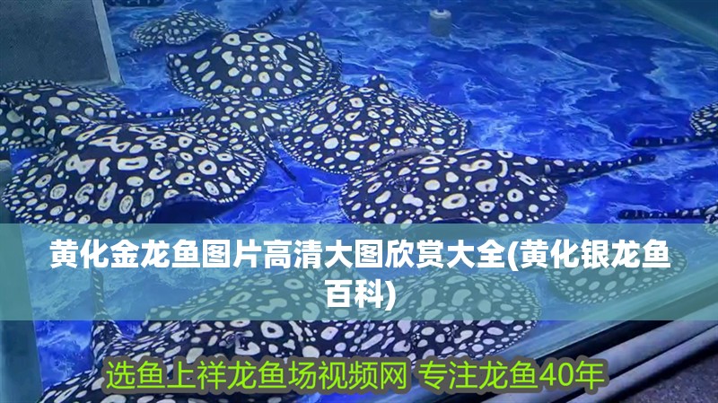 黃化金龍魚圖片高清大圖欣賞大全(黃化銀龍魚百科)