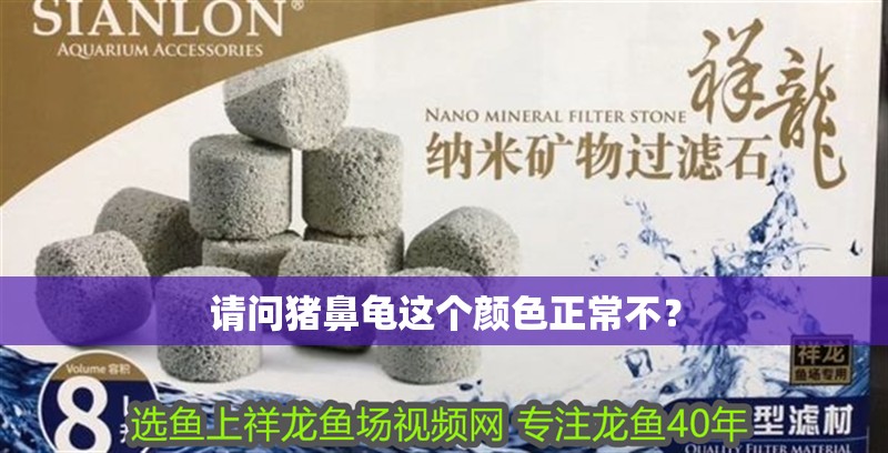 請問豬鼻龜這個顏色正常不？