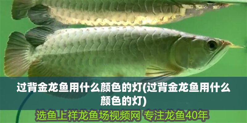 過背金龍魚用什么顏色的燈(過背金龍魚用什么顏色的燈)