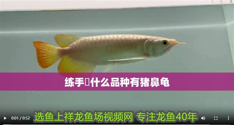 練手魟什么品種有豬鼻龜