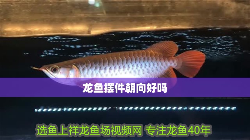 龍魚擺件朝向好嗎