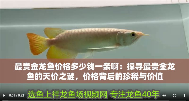 最貴金龍魚價格多少錢一條?。禾綄ぷ钯F金龍魚的天價之謎，價格背后的珍稀與價值
