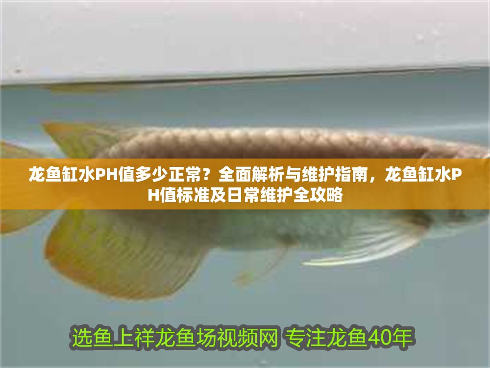 龍魚缸水PH值多少正常？全面解析與維護指南，龍魚缸水PH值標準及日常維護全攻略
