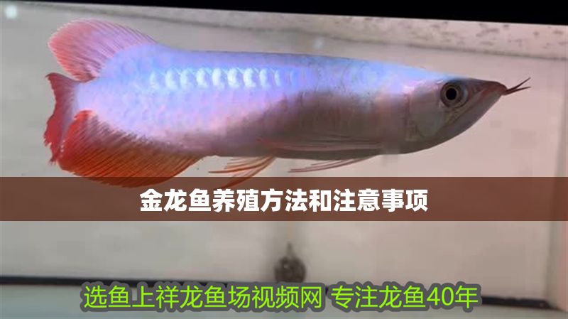 金龍魚養(yǎng)殖方法和注意事項(xiàng) 龍魚百科 第2張 金龍魚養(yǎng)殖方法和注意事項(xiàng) 金龍魚養(yǎng)殖方法和注意事項(xiàng) 龍魚百科 第2張