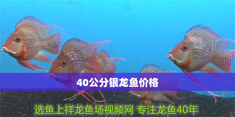 40公分銀龍魚價格 龍魚百科 第2張 40公分銀龍魚價格 40公分銀龍魚價格 龍魚百科 第2張