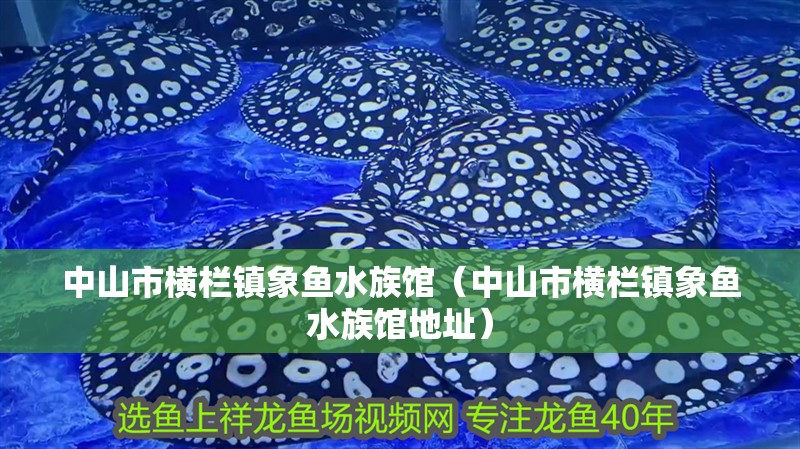 中山市橫欄鎮(zhèn)象魚(yú)水族館（中山市橫欄鎮(zhèn)象魚(yú)水族館地址）