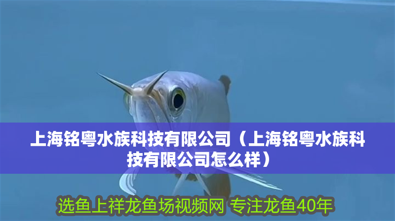 上海銘粵水族科技有限公司（上海銘粵水族科技有限公司怎么樣）