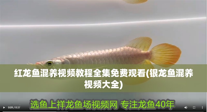 紅龍魚混養視頻教程全集免費觀看(銀龍魚混養視頻大全)