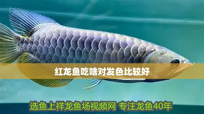紅龍魚吃啥對發色比較好
