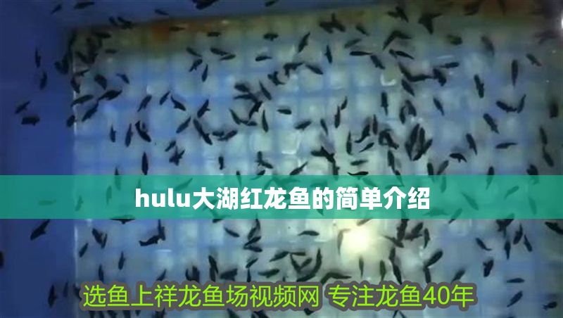 hulu大湖紅龍魚的簡單介紹