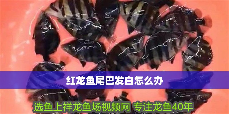 紅龍魚尾巴發(fā)白怎么辦