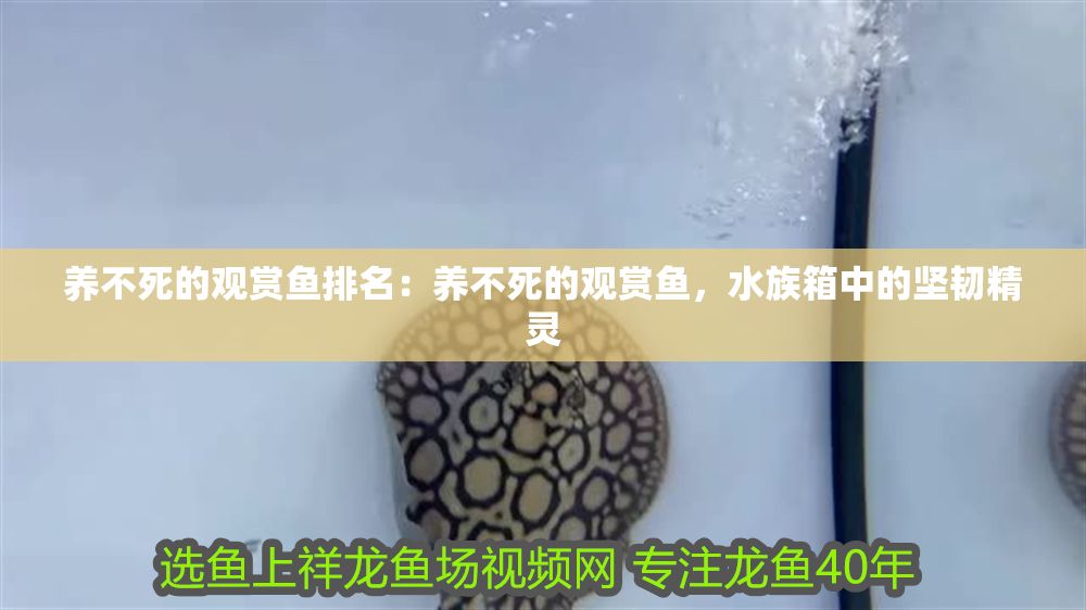 養(yǎng)不死的觀賞魚排名：養(yǎng)不死的觀賞魚，水族箱中的堅韌精靈