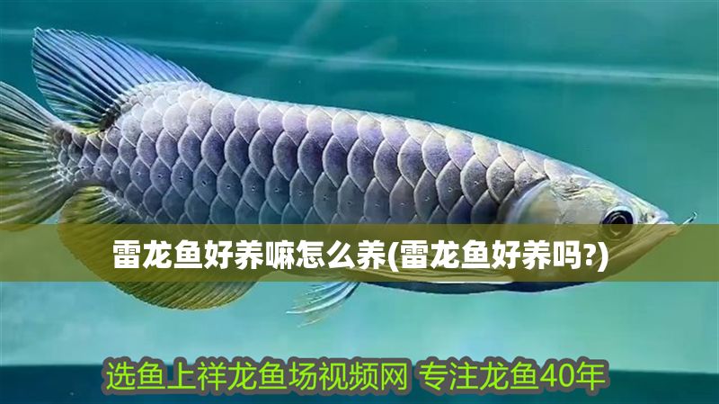 雷龍魚好養(yǎng)嘛怎么養(yǎng)(雷龍魚好養(yǎng)嗎?) 黃金貓魚百科 第1張 雷龍魚好養(yǎng)嘛怎么養(yǎng)(雷龍魚好養(yǎng)嗎?) 雷龍魚好養(yǎng)嘛怎么養(yǎng)(雷龍魚好養(yǎng)嗎?) 黃金貓魚百科 第1張