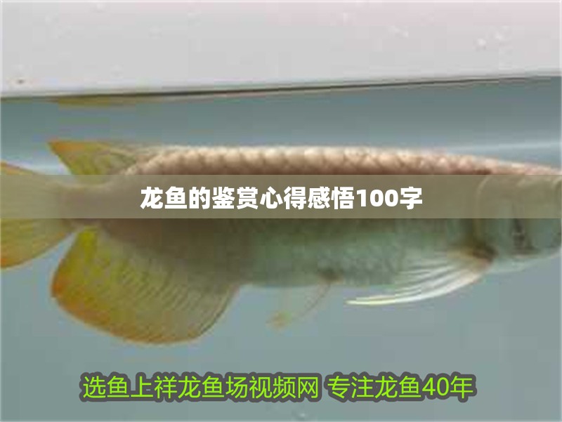 龍魚的鑒賞心得感悟100字