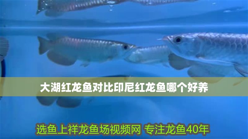 大湖紅龍魚對比印尼紅龍魚哪個好養