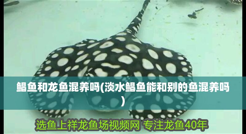 鯧魚和龍魚混養(yǎng)嗎(淡水鯧魚能和別的魚混養(yǎng)嗎) 元寶鳳凰魚百科 第1張 鯧魚和龍魚混養(yǎng)嗎(淡水鯧魚能和別的魚混養(yǎng)嗎) 鯧魚和龍魚混養(yǎng)嗎(淡水鯧魚能和別的魚混養(yǎng)嗎) 元寶鳳凰魚百科 第1張