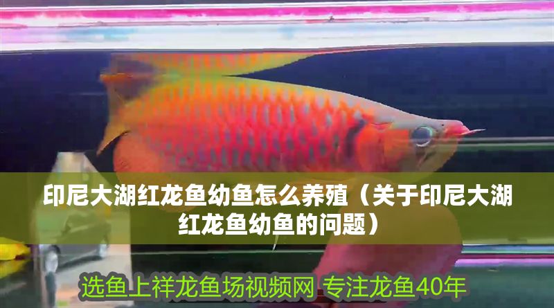 印尼大湖紅龍魚幼魚怎么養殖（關于印尼大湖紅龍魚幼魚的問題）