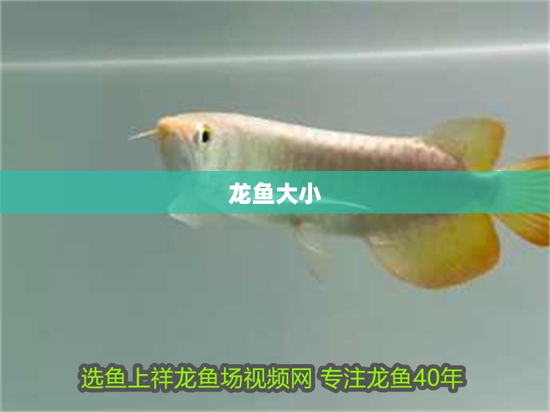 龍魚大小