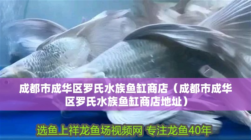 成都市成華區(qū)羅氏水族魚缸商店（成都市成華區(qū)羅氏水族魚缸商店地址）