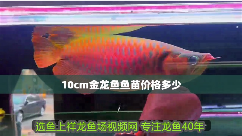 10cm金龍魚魚苗價格多少