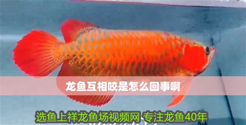龍魚互相咬是怎么回事啊