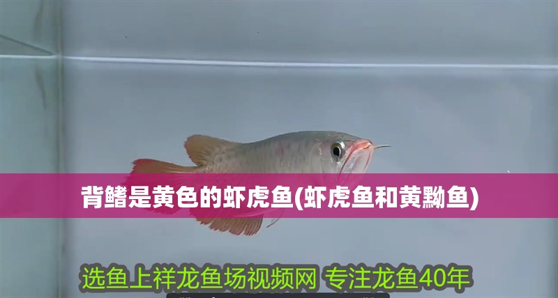 背鰭是黃色的蝦虎魚(蝦虎魚和黃黝魚) 背鰭是黃色的蝦虎魚(蝦虎魚和黃黝魚) 虎魚百科