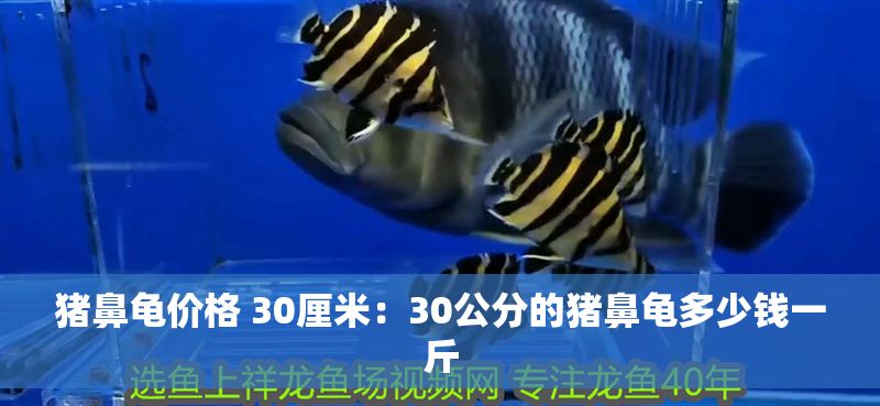 豬鼻龜價格 30厘米：30公分的豬鼻龜多少錢一斤