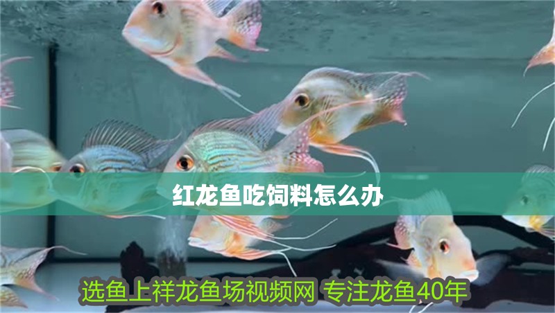 紅龍魚吃飼料怎么辦 紅龍魚吃飼料怎么辦 龍魚百科 第2張