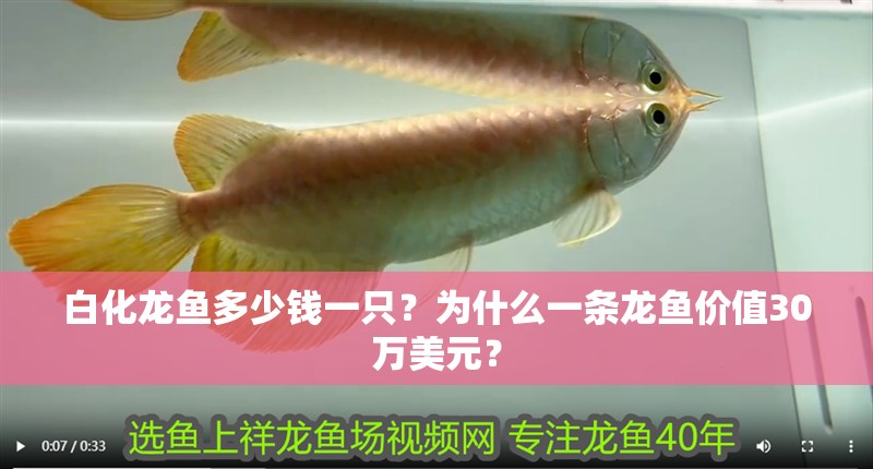 白化龍魚多少錢一只？為什么一條龍魚價值30萬美元？