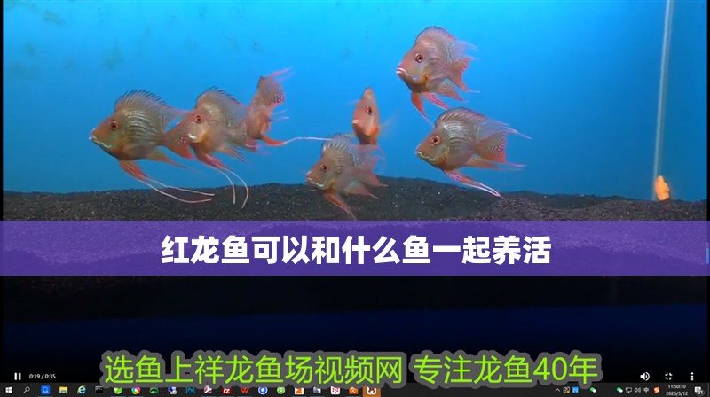 紅龍魚可以和什么魚一起養活
