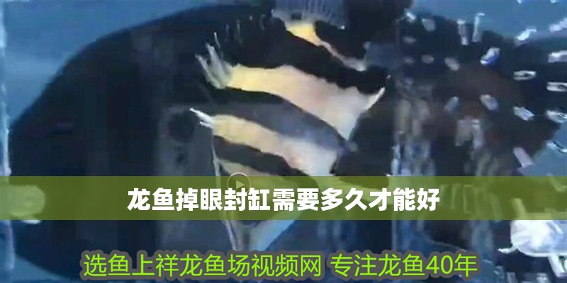 龍魚掉眼封缸需要多久才能好