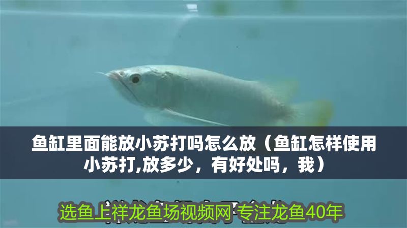 魚缸里面能放小蘇打嗎怎么放（魚缸怎樣使用小蘇打,放多少，有好處嗎，我） 魚缸里面能放小蘇打嗎怎么放（魚缸怎樣使用小蘇打,放多少，有好處嗎，我） 元寶鳳凰魚百科 第1張