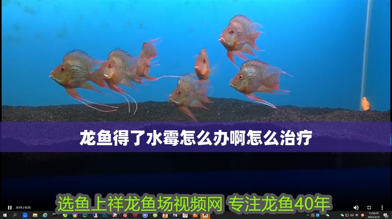 龍魚得了水霉怎么辦啊怎么治療 龍魚得了水霉怎么辦啊怎么治療 龍魚百科 第2張