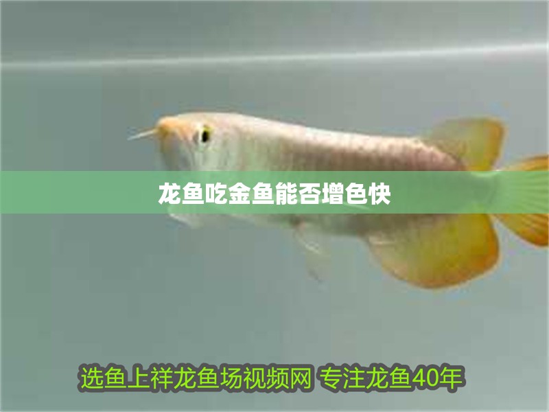 龍魚吃金魚能否增色快 龍魚吃金魚能否增色快 龍魚百科 第2張