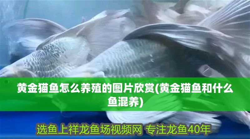 黃金貓魚怎么養殖的圖片欣賞(黃金貓魚和什么魚混養) 黃金貓魚怎么養殖的圖片欣賞(黃金貓魚和什么魚混養) 黃金貓魚百科 第1張