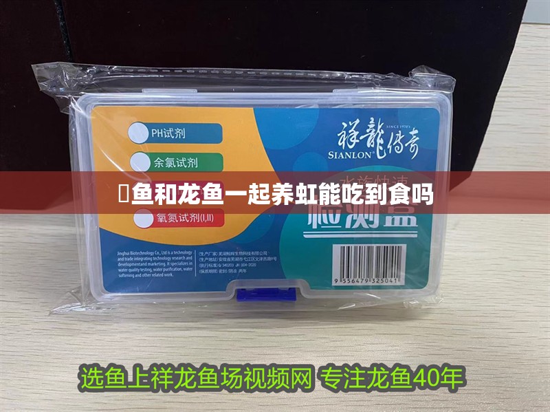 魟魚和龍魚一起養虹能吃到食嗎 魟魚和龍魚一起養虹能吃到食嗎 龍魚百科