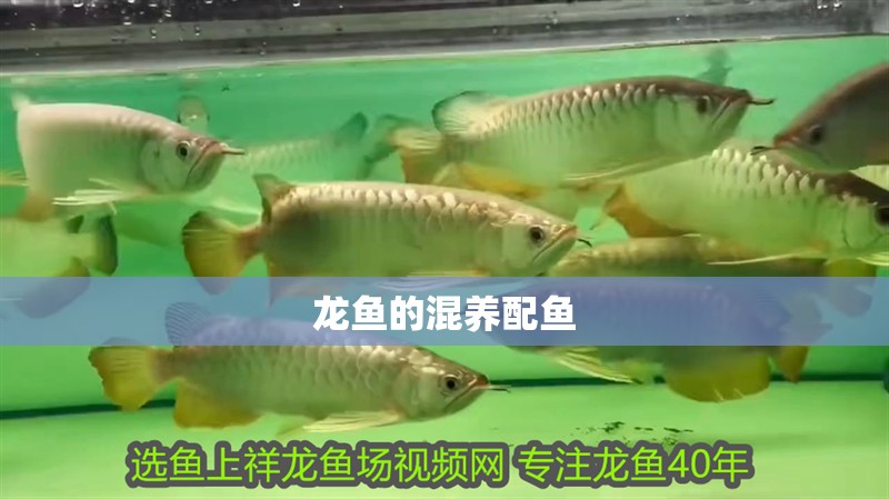 龍魚的混養配魚