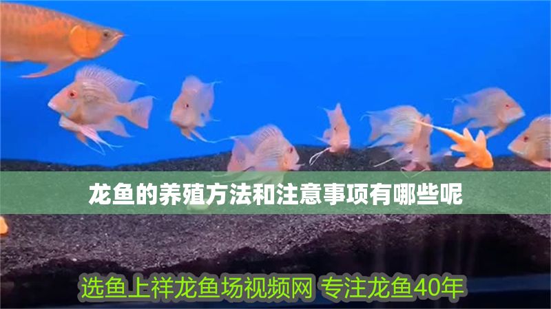 龍魚的養(yǎng)殖方法和注意事項(xiàng)有哪些呢 龍魚的養(yǎng)殖方法和注意事項(xiàng)有哪些呢 龍魚百科 第2張