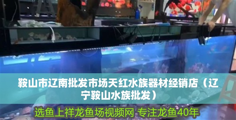 鞍山市遼南批發(fā)市場天紅水族器材經(jīng)銷店（遼寧鞍山水族批發(fā)）