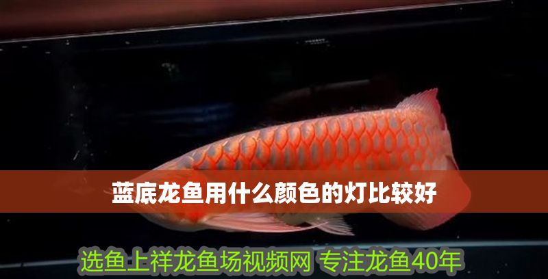藍底龍魚用什么顏色的燈比較好 龍魚百科 第2張 藍底龍魚用什么顏色的燈比較好 藍底龍魚用什么顏色的燈比較好 龍魚百科 第2張