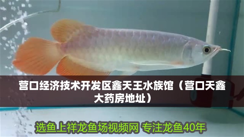 營口經(jīng)濟技術(shù)開發(fā)區(qū)鑫天王水族館（營口天鑫大藥房地址） 營口經(jīng)濟技術(shù)開發(fā)區(qū)鑫天王水族館（營口天鑫大藥房地址） 全國水族館企業(yè)名錄 第3張